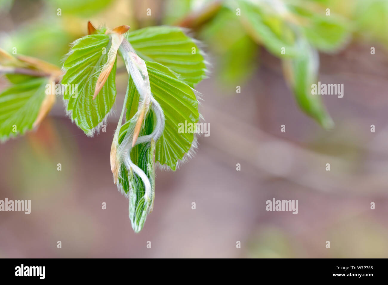 Die Buche (Fagus sylvatica) neue Blätter, Stoke Woods, Devon, Mai. Stockfoto