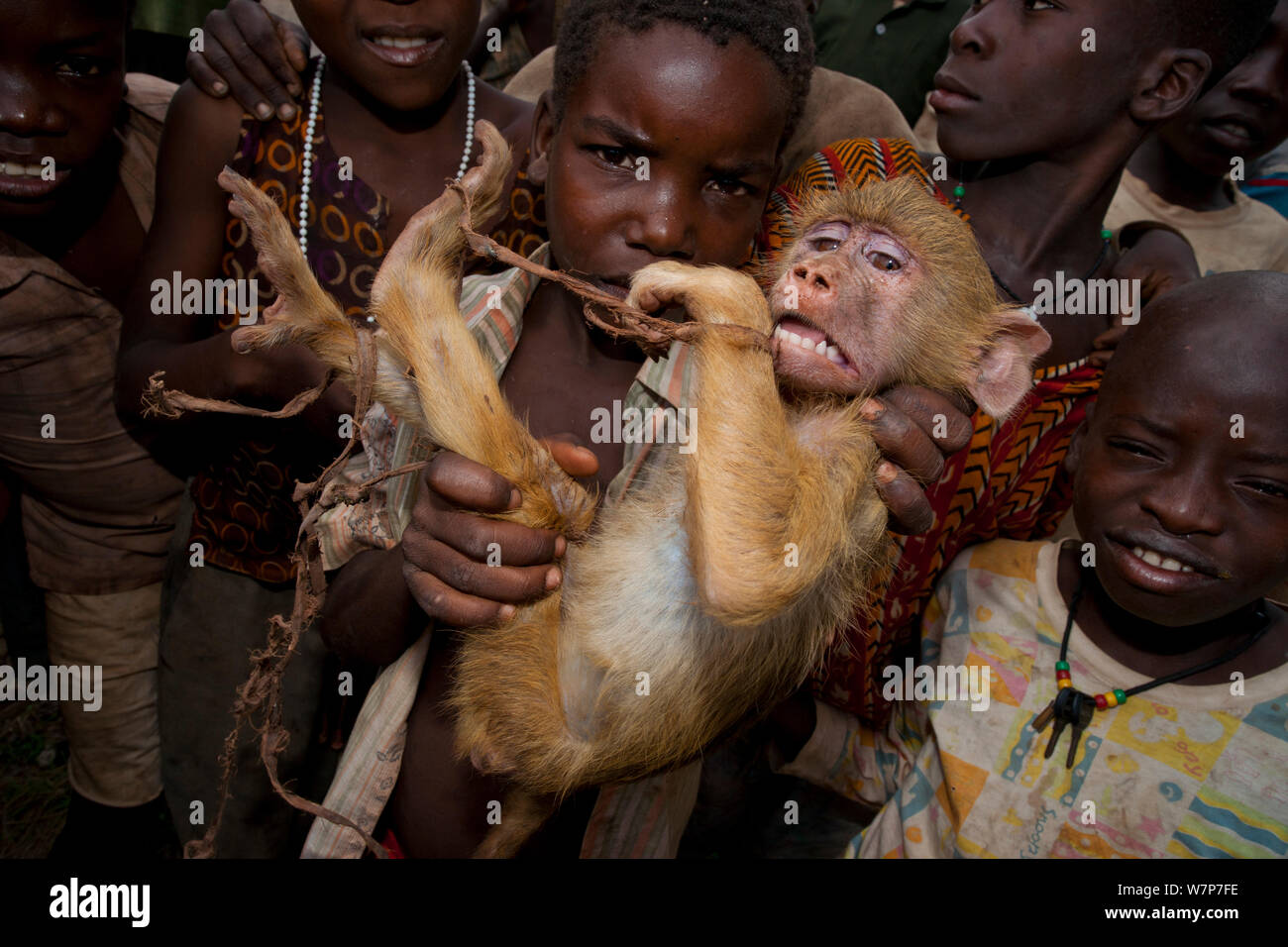 Kinder in Mosambik mit traumatisierten gefangenen Yellow baboon (Papio cynocephalus) Junge, gefangen bei der Truppe Erntegut überfallen. Pemba, Montepuez Highway, nord-östlichen Mosambik. Stockfoto