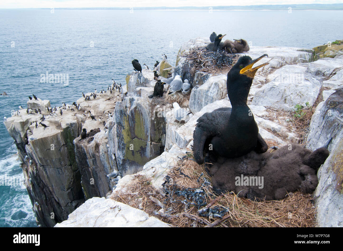 Allgemeine Ansicht der Verschachtelung Klippe an der inneren Farne Insel, Northumberland. Europäische shag (Phalacrocorax aristotelis) im Vordergrund, Dreizehenmöwe (Rissa tridactyla), Trottellummen (Uria aalge) und Tordalk (Alca torda) im Hintergrund. Juni Stockfoto