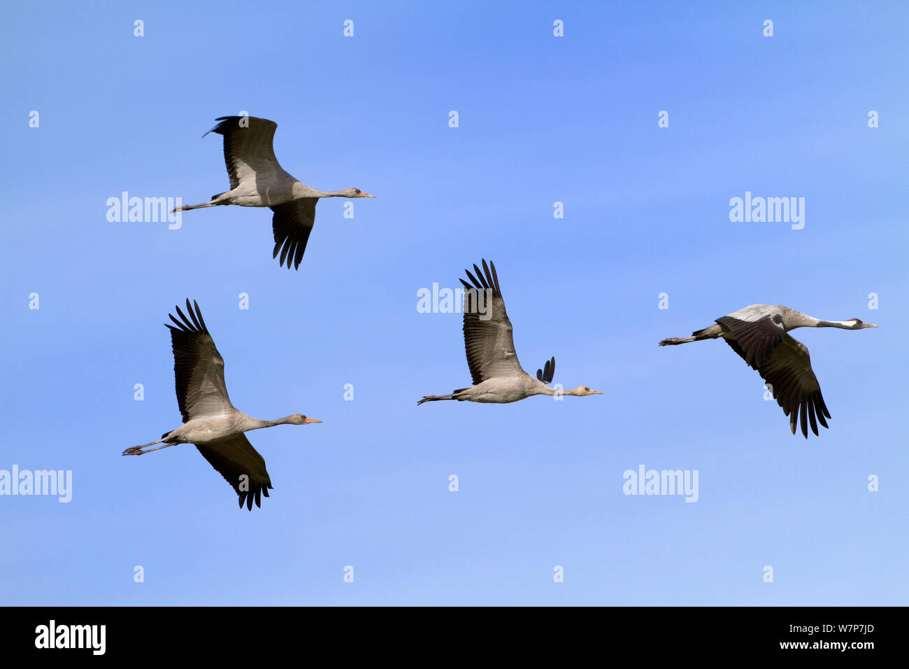Kranich (Grus Grus) Herde fliegen, Mecklenburg-Vorpommern, Deutschland, Oktober Stockfoto