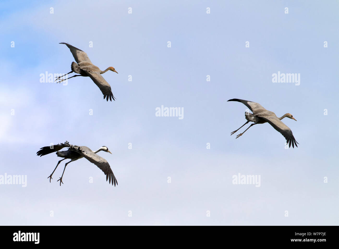 Kranich (Grus Grus) drei Fliegen und Vorbereitungen zum Land, Mecklenburg-Vorpommern, Deutschland, Oktober Stockfoto