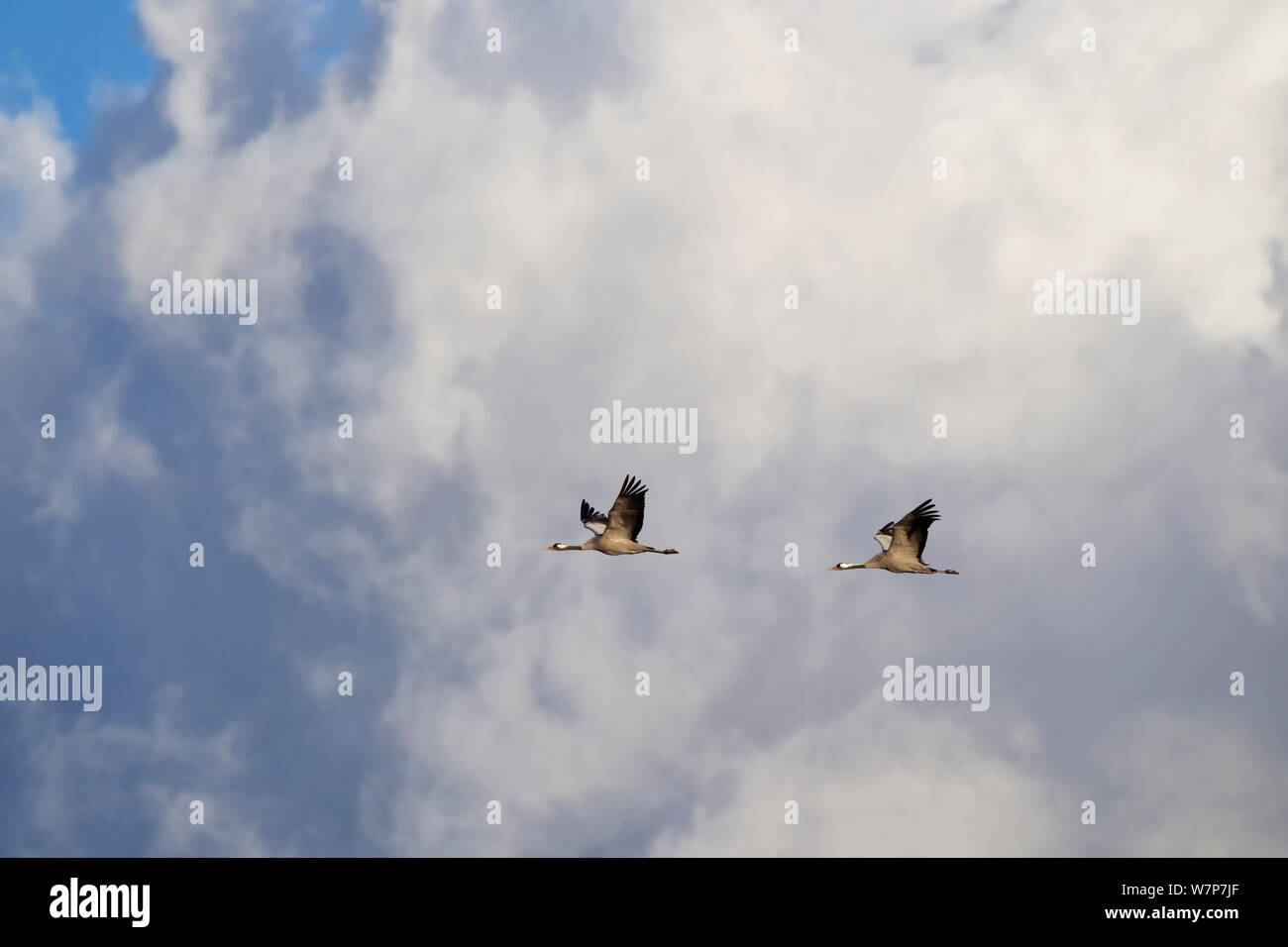 Kranich (Grus Grus) Paar fliegen vor Wolken, Mecklenburg-Vorpommern, Deutschland. Oktober Stockfoto