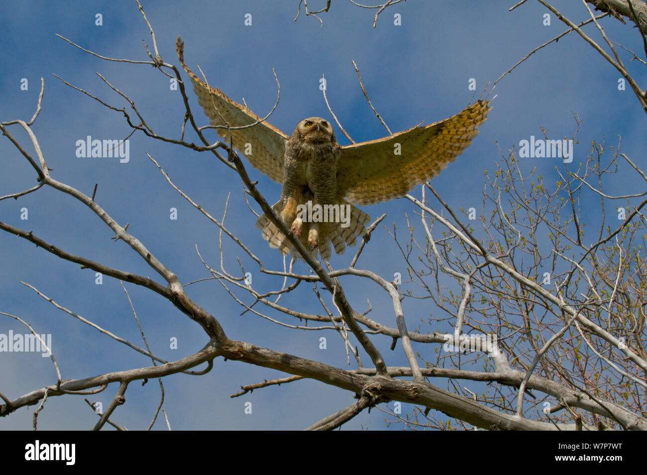 Great Horned Owl (Bubo virginianus) im Flug über die Filialen. Saskatchewan, Kanada, Mai. Stockfoto