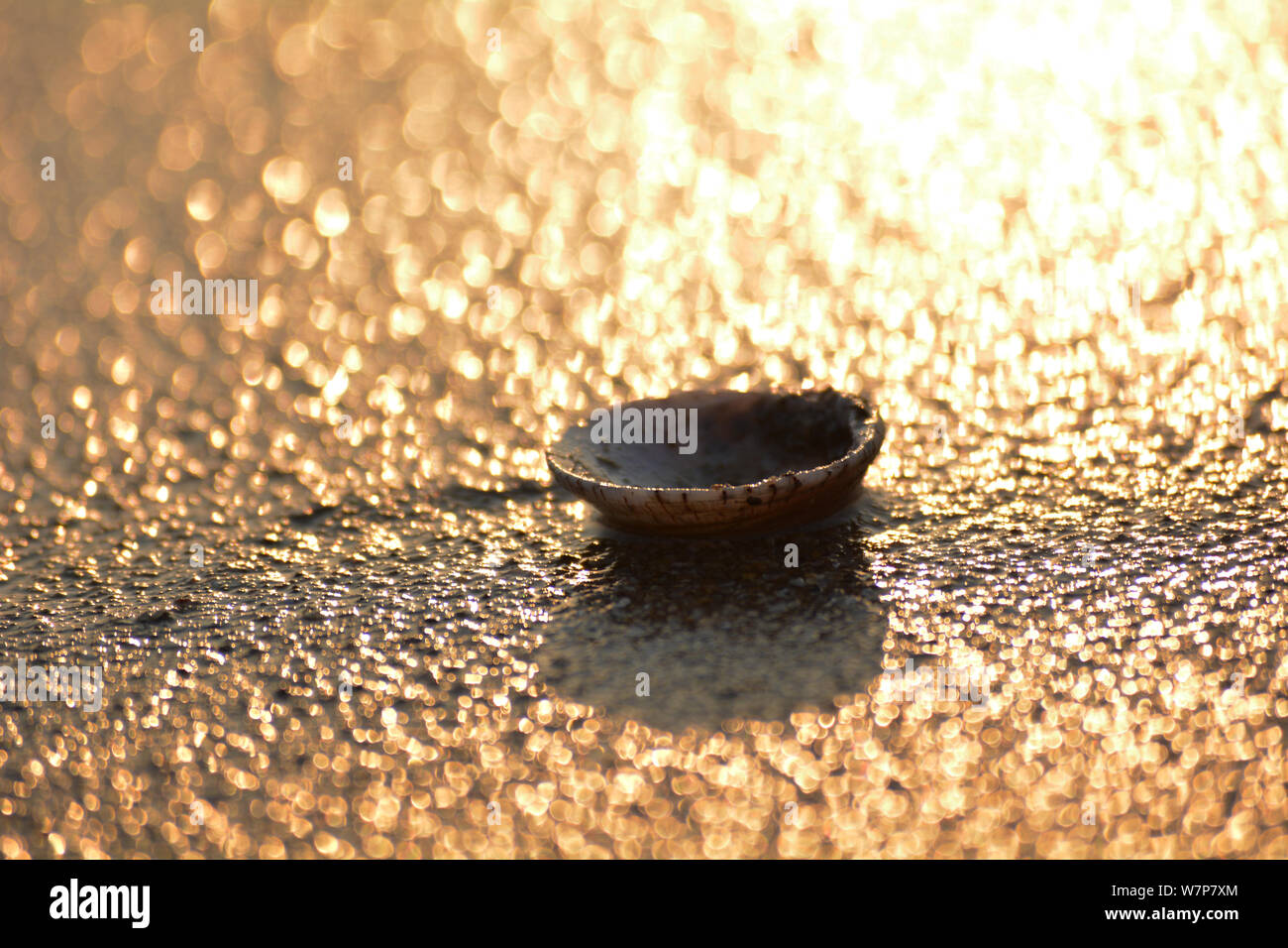 Muschel an einem Sandstrand mit goldenen Bokeh Stockfoto