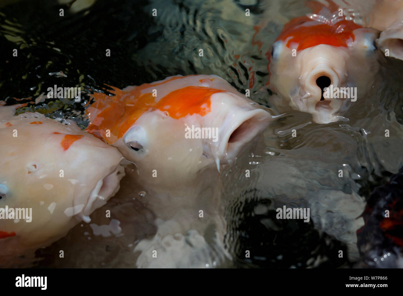 Koi Karpfen im preisgekrönten Garten im Adachi Museum of Art, Japan. Stockfoto