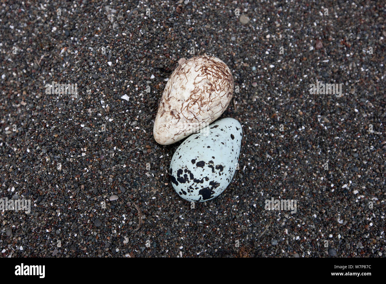 Gemeinsame trottellumme (Uria aalge) murre Eier auf Tyuleniy Tyuleniy Insel (Ostrov) ist eine kleine Insel im Ochotskischen Meer, Russischen Fernen Osten, Juni Stockfoto