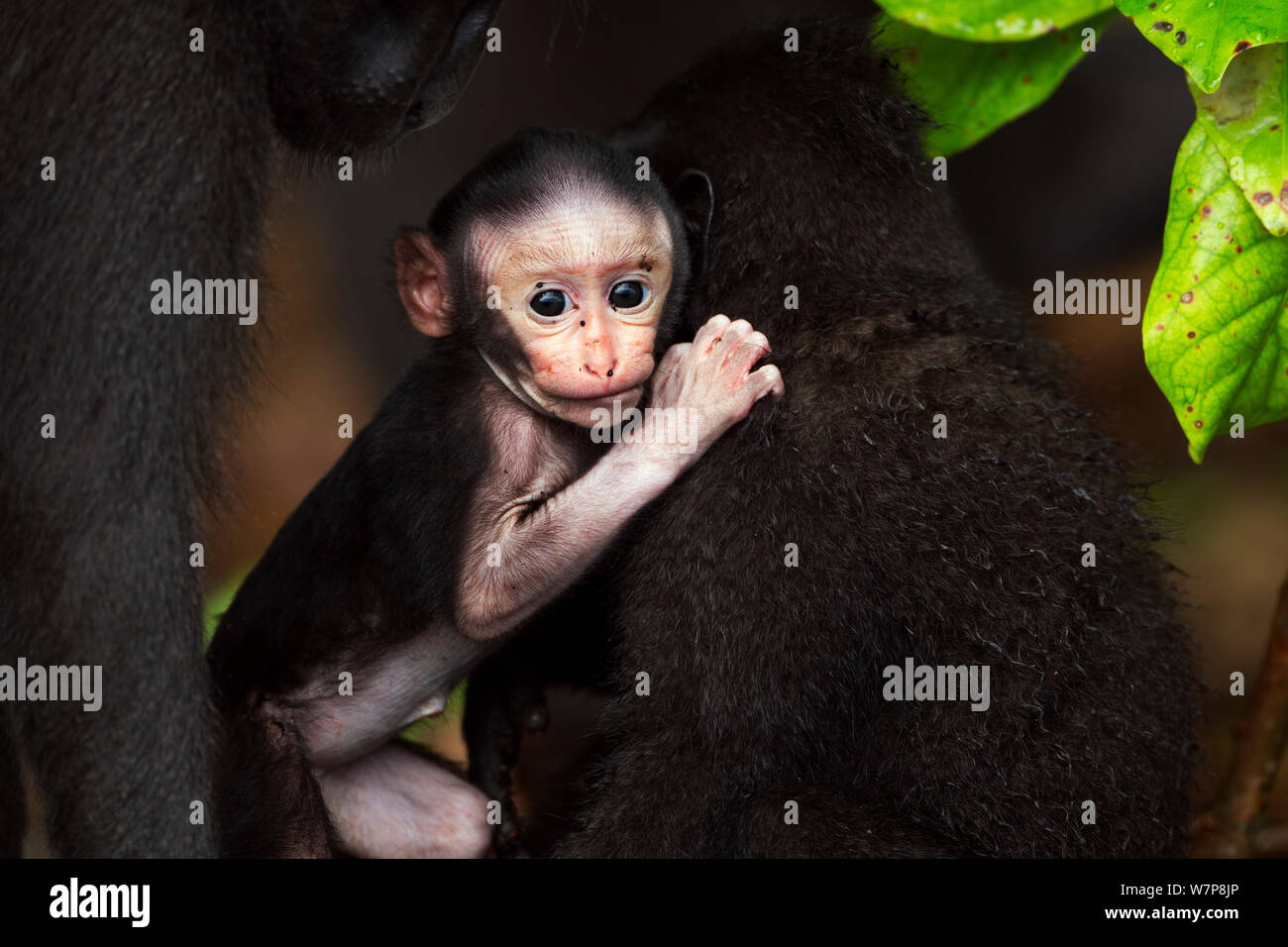 Celebes/Schwarz crested Makaken (Macaca nigra) weibliche Babys im Alter von weniger als 1 Monat spielen Mit einem Jugendlichen, Tangkoko National Park, Sulawesi, Indonesien. Stockfoto