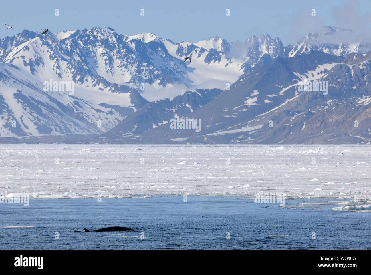 Auch Minkewal (Balaenoptera acutorostarta) auftauchen in der Nähe von Küsten Eis, Svalbard, Norwegen, Juli Stockfoto