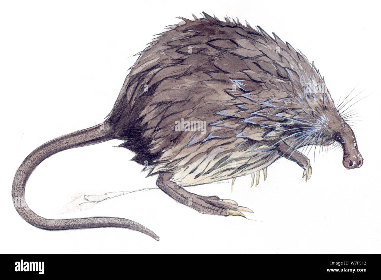 Desman Galemys Pyrenaicus Pyrenaen Spanien Sanz Visuelle Geschrieben Stockfotografie Alamy
