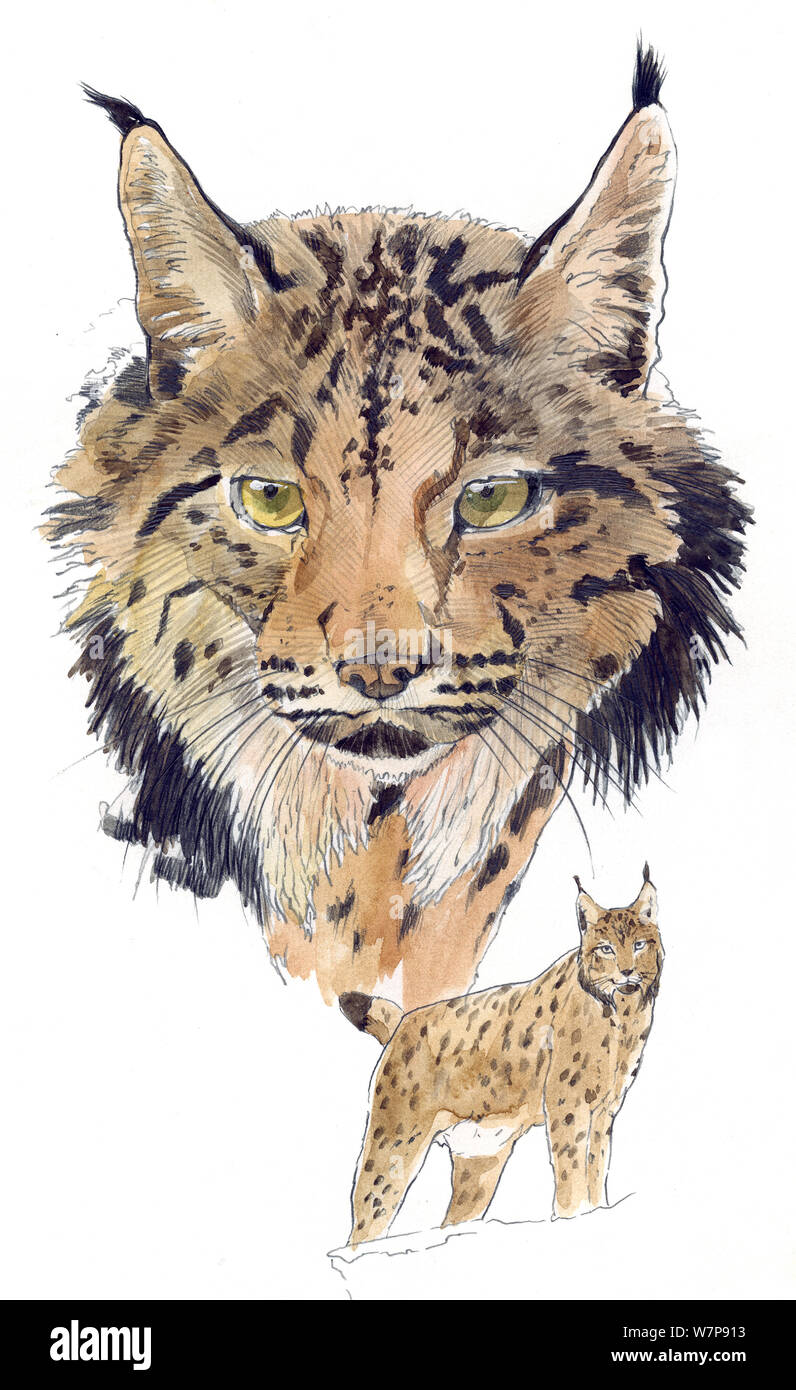 Abbildung der Iberische Luchs (Lynx pardinus) Kopf und Körper, gefährdete Arten. Die ursprünglich aus Spanien. Bleistift und Aquarell Malerei. Stockfoto