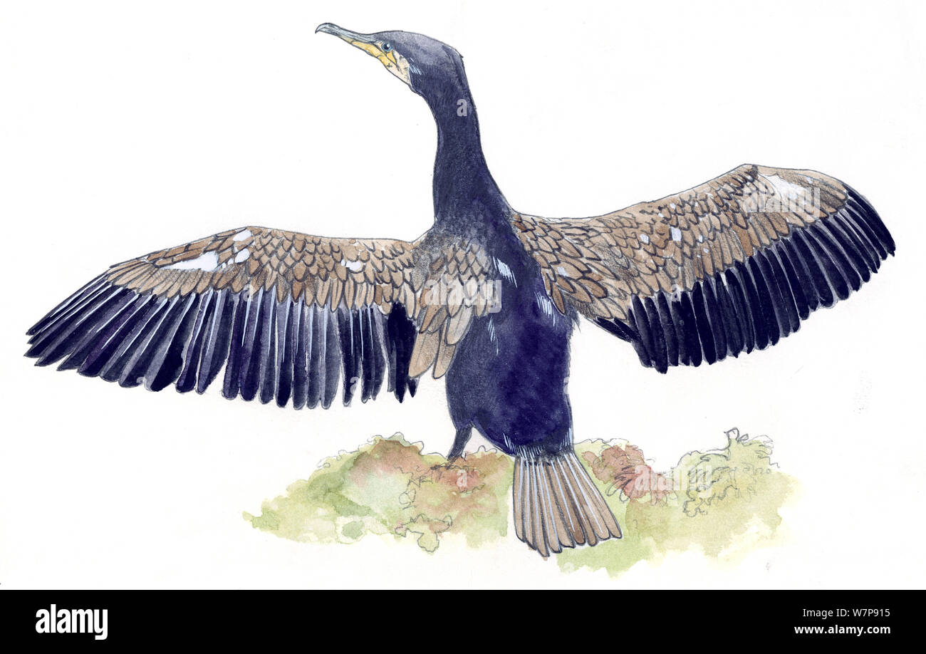 Abbildung: der Kormoran (Phalacrocorax carbo) mit Flügeln ausgestreckt. Bleistift und Aquarell Malerei. Stockfoto