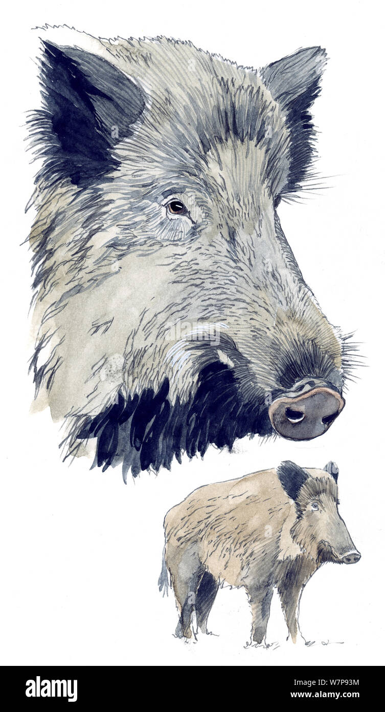 Abbildung: Wildschwein (Sus scrofa) Kopf und ganze Tier. Bleistift und Aquarell Malerei. Stockfoto