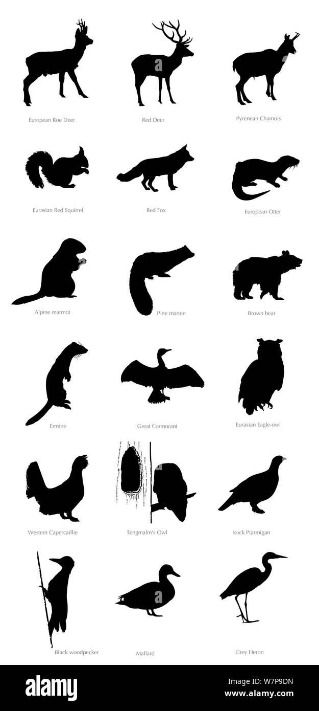 Abbildung: Silhouetten der Pyrenäen Tiere. Stockfoto
