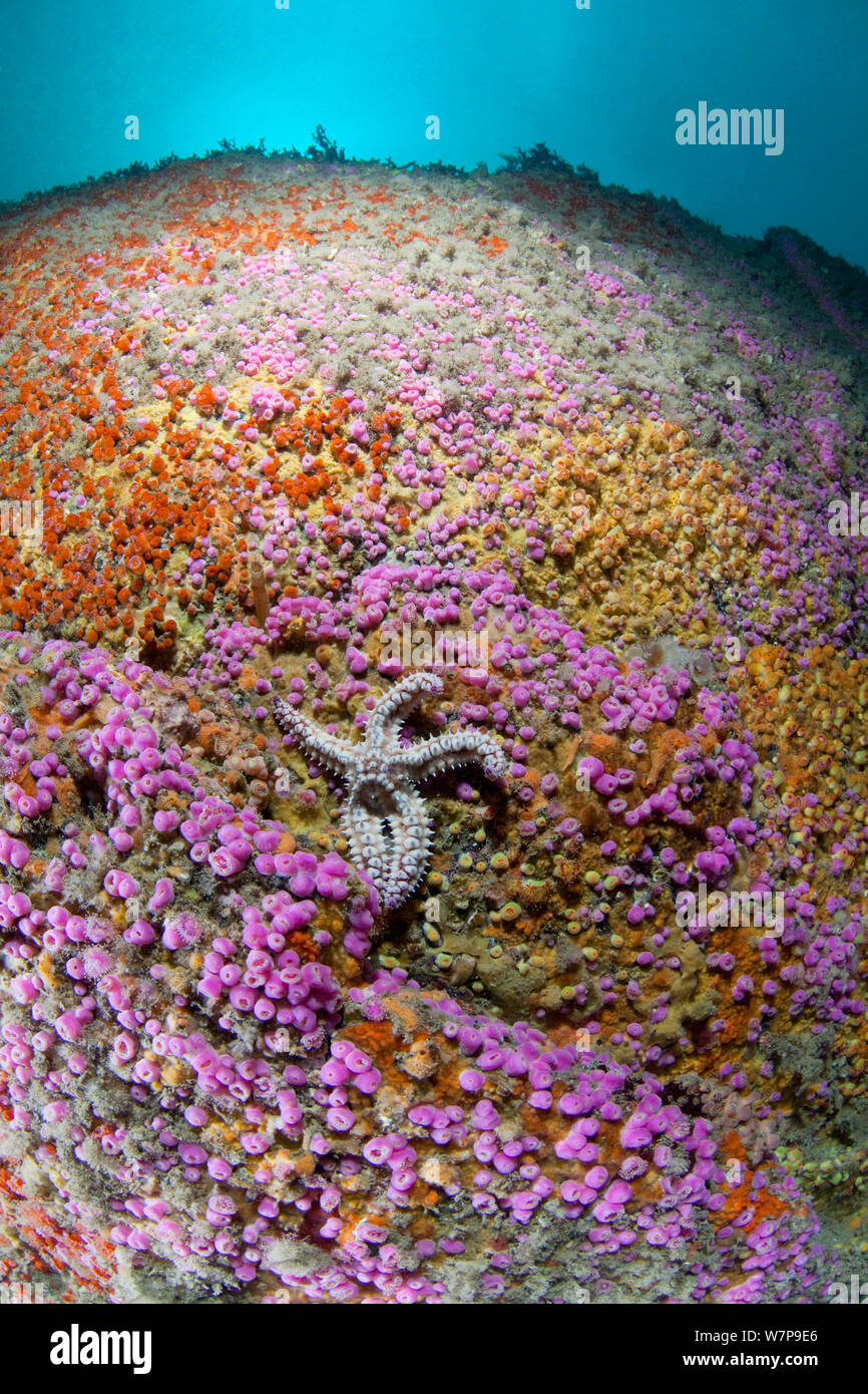 Britische unterwasser Scenic mit Juwel Anemonen (Corynactis) und Stacheligen Seestern Marthasterias glacialis (). Vingt Clos, Sark, Britische Kanalinseln, August. Stockfoto