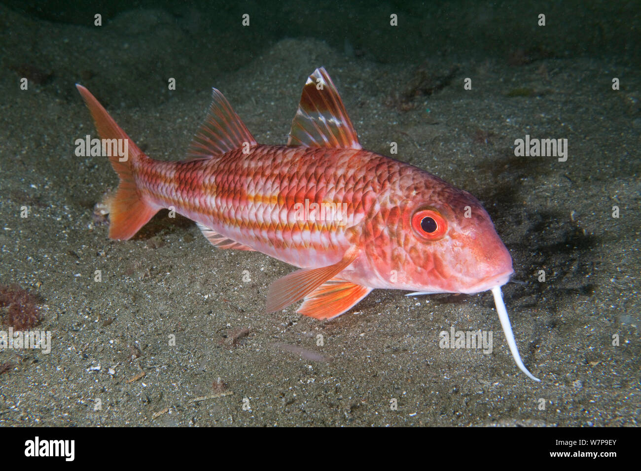 Rote Meerbarbe (Mullus surmuletus). Maseline Hafen, Sark, Britische Kanalinseln, September. Stockfoto