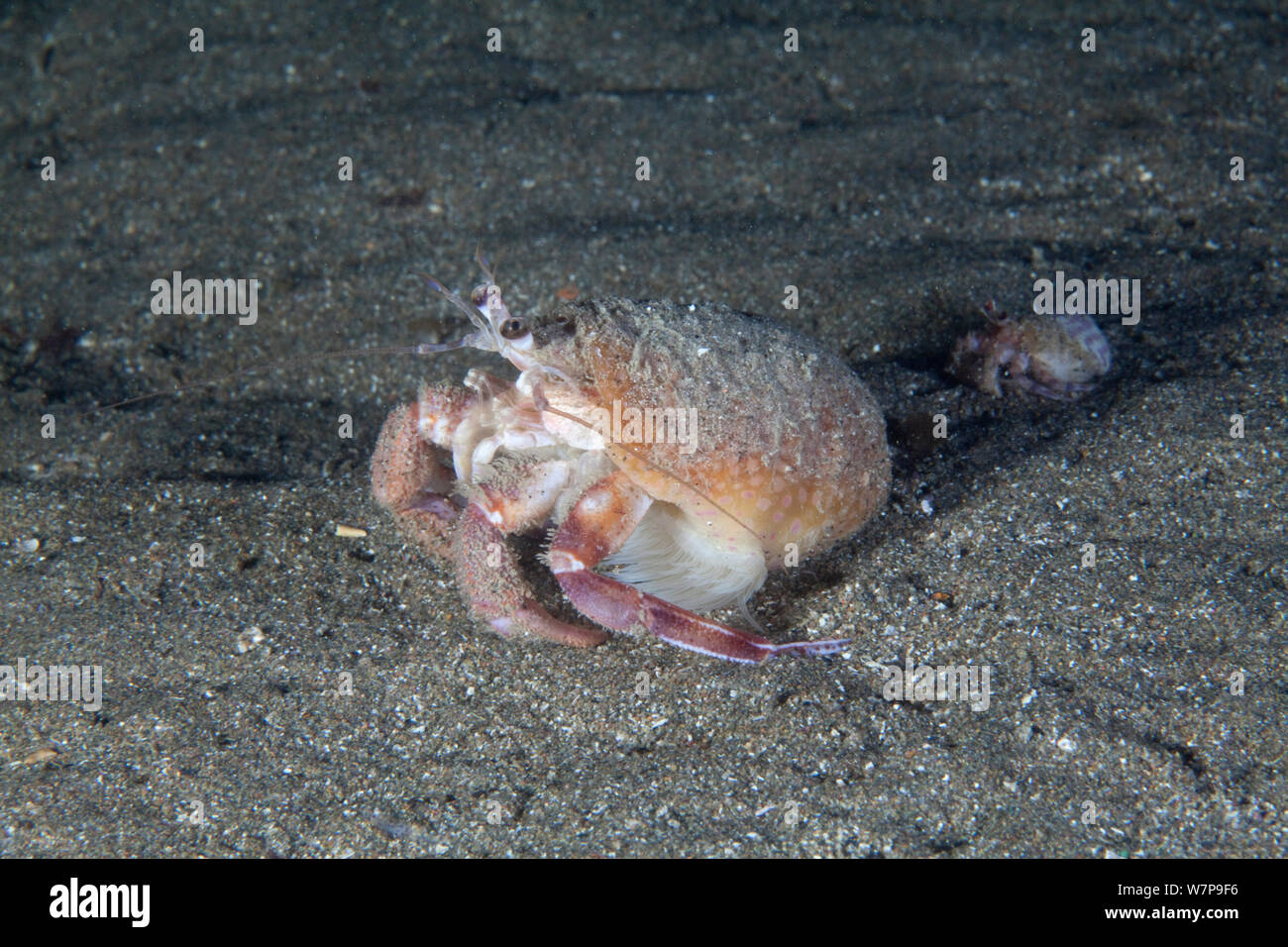 Anemone Einsiedlerkrebs (Pagurus prideauxi). Maseline Hafen, Sark, Britische Kanalinseln, Oktober. Stockfoto