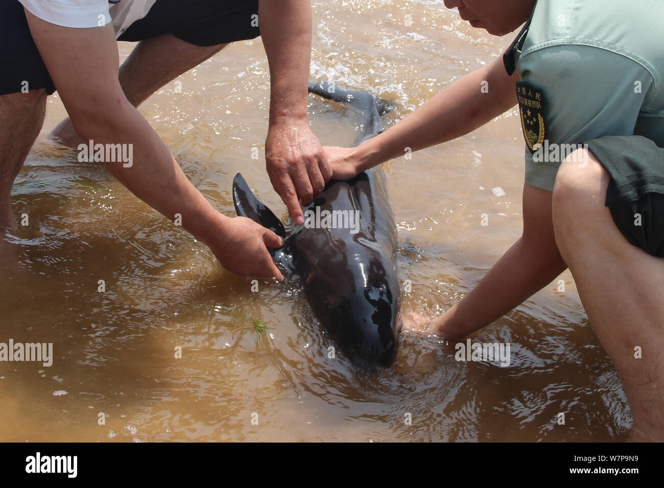 Chinesische Polizisten versuchen, die finless porpoise Cub am Strand angeschwemmt zu helfen, zurück in das Meer in Haiyang Stadt schwimmen,'s East China Shandong provinc Stockfoto