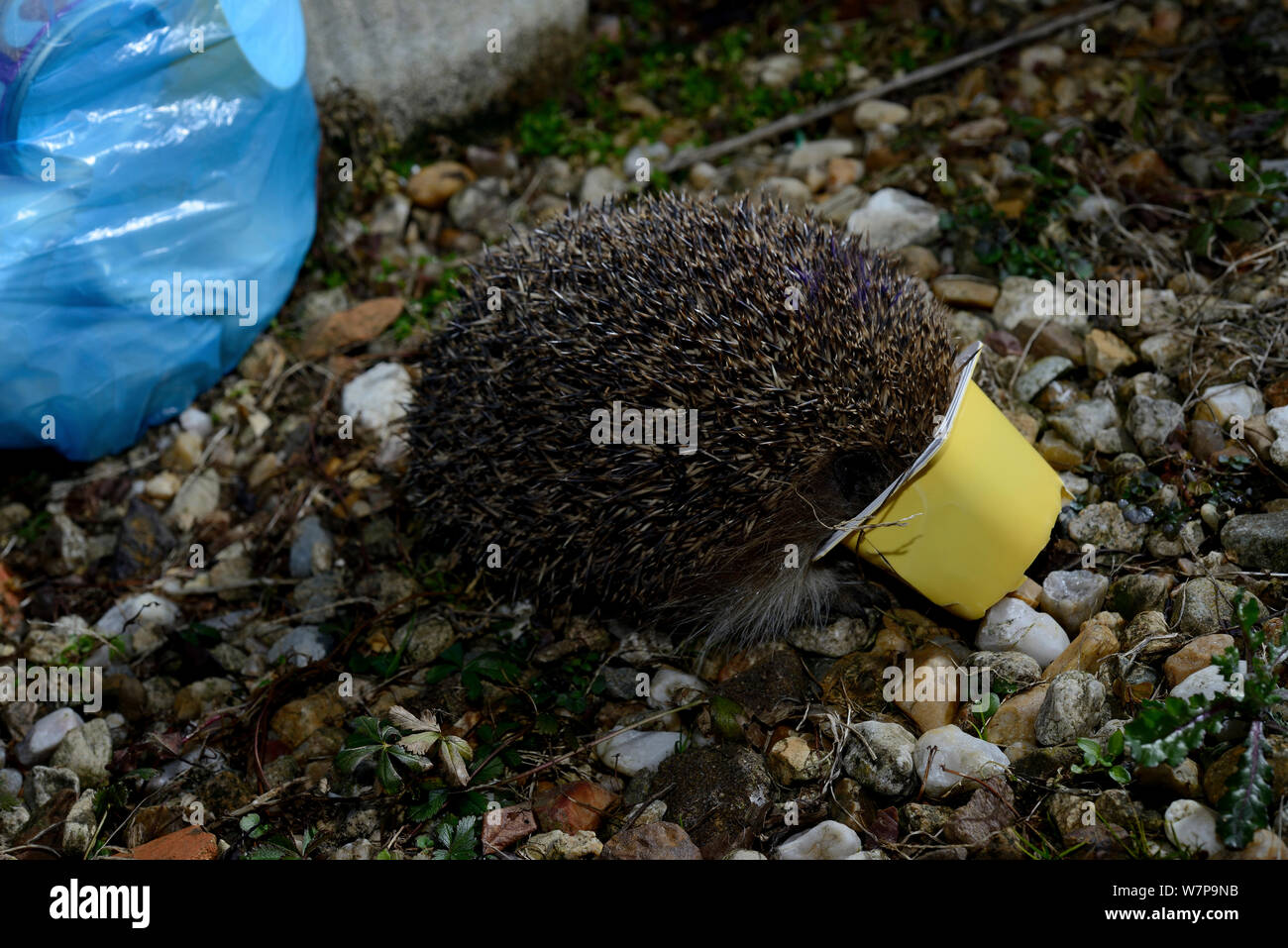 Europäischer Igel (Erinaceus europaeus) mit dem Kopf in einem Joghurt Topf neben Beutel von Müll. Zentrale Frankreich, Februar Stockfoto