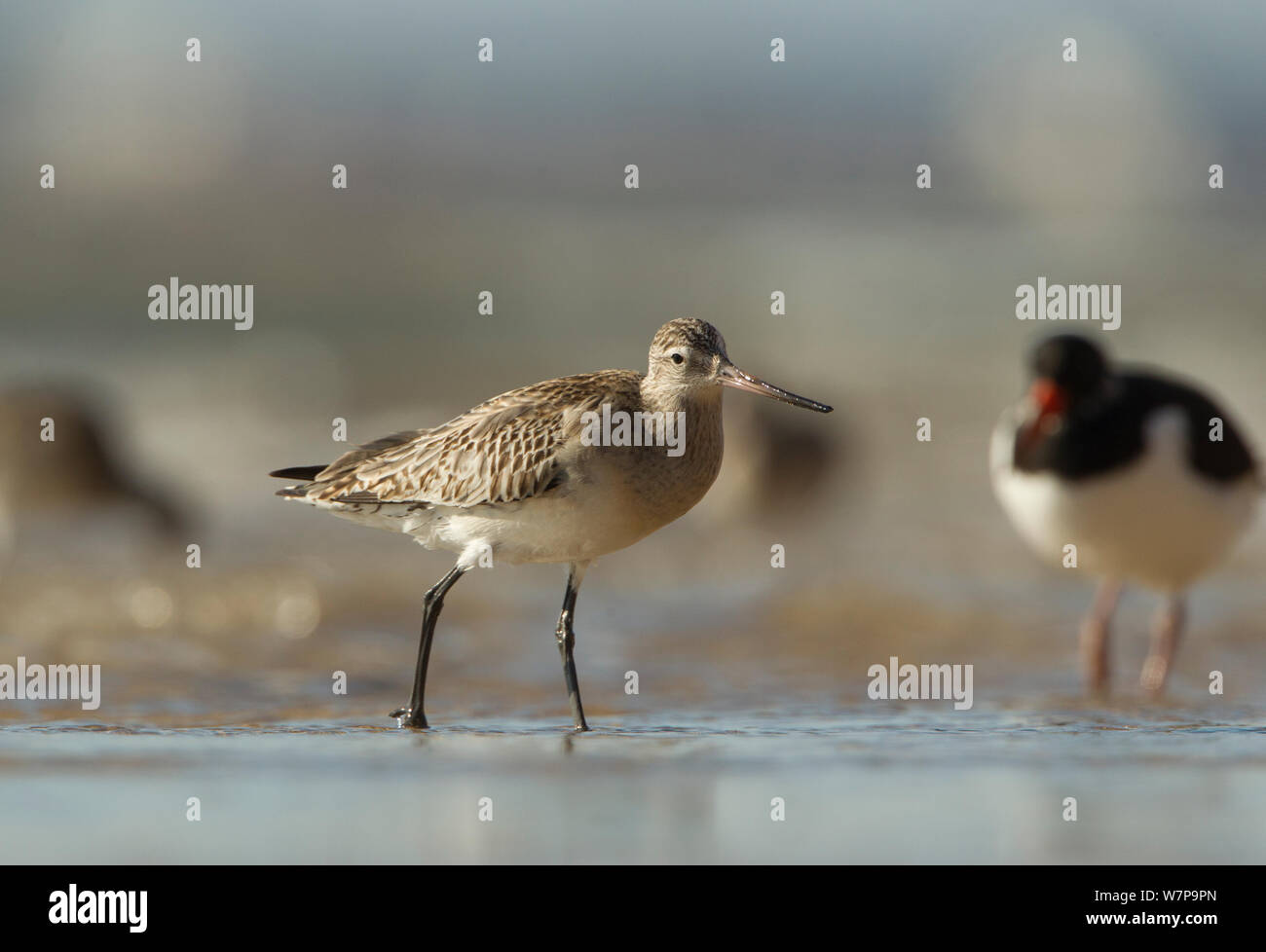 Bar tailed godwit (Limosa lapponica) Futtersuche im Wasser entlang der Küste, Yorkshire, Großbritannien, Februar Stockfoto