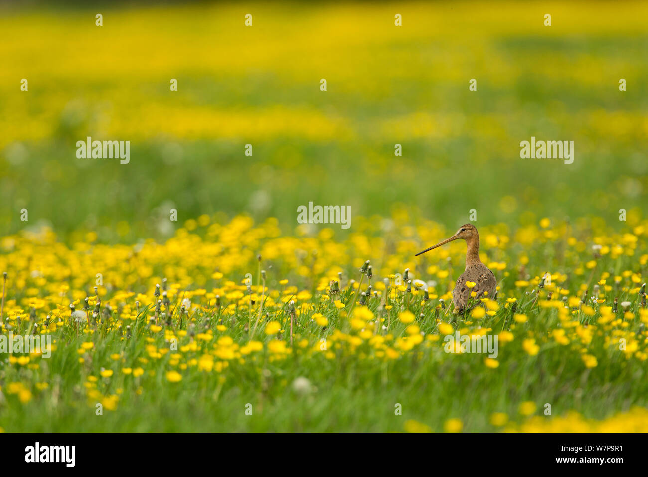Schwarz tailed Godwit, (Cygnus olor) Zucht im Gefieder, im Feld voller Butterblumen, Holland, kann Stockfoto