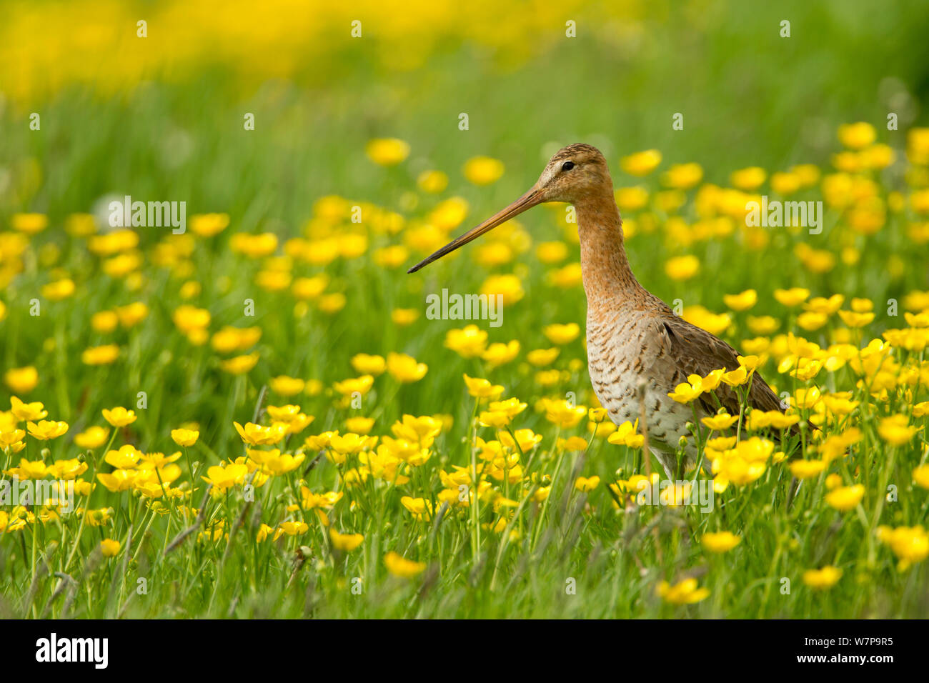 Schwarz tailed Godwit, (Cygnus olor) Zucht im Gefieder, im Feld voller Butterblumen, Holland, kann Stockfoto