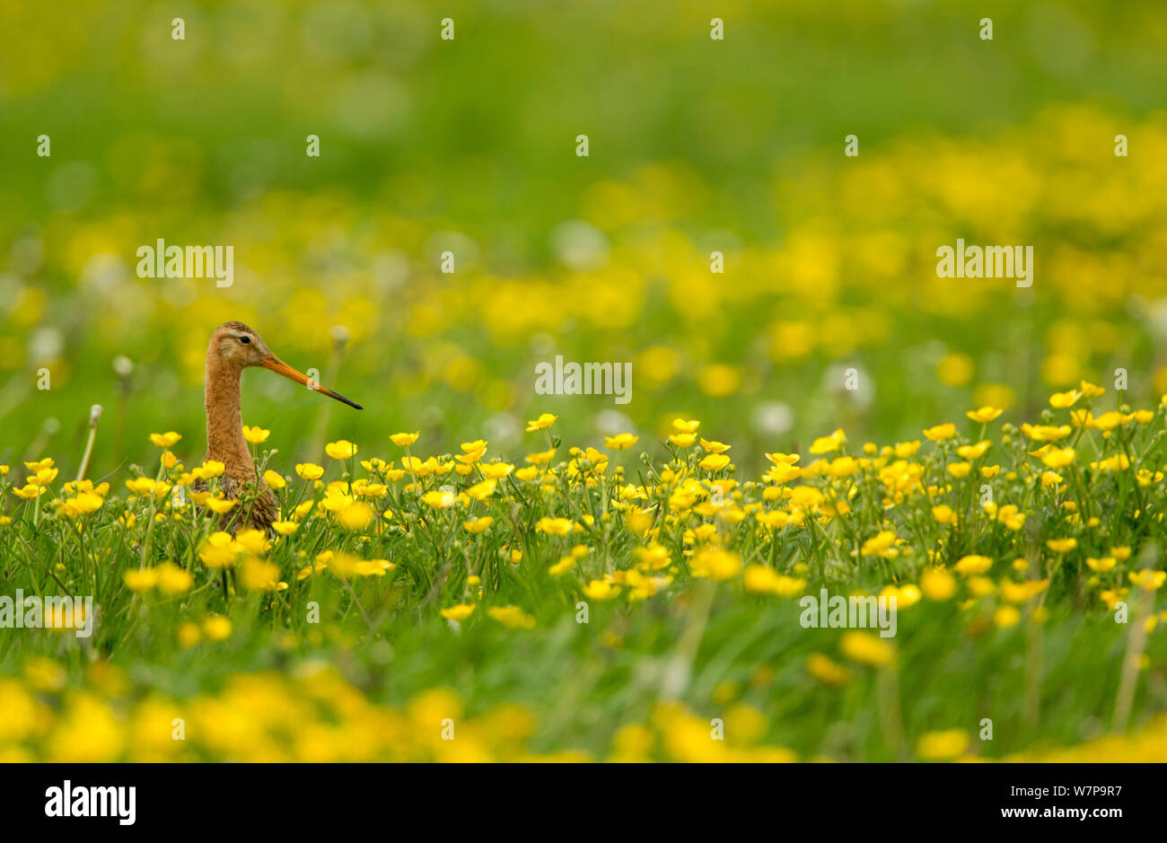 Schwarz tailed Godwit, (Cygnus olor) Zucht im Gefieder, im Feld voller Butterblumen, Holland, kann Stockfoto