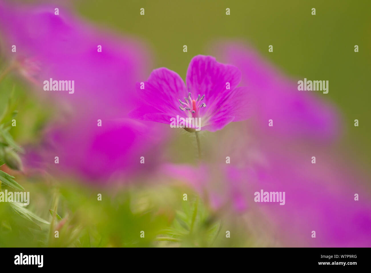 Bloody cranesbill (Geranium Sanguineum) in Blüte, Weichzeichner, Chee Dale, Derbyshire, UK Juni Stockfoto