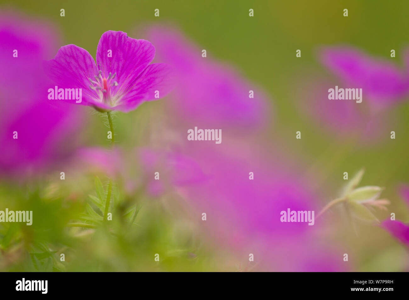 Bloody cranesbill (Geranium Sanguineum) in Blüte, Weichzeichner, Chee Dale, Derbyshire, UK Juni Stockfoto