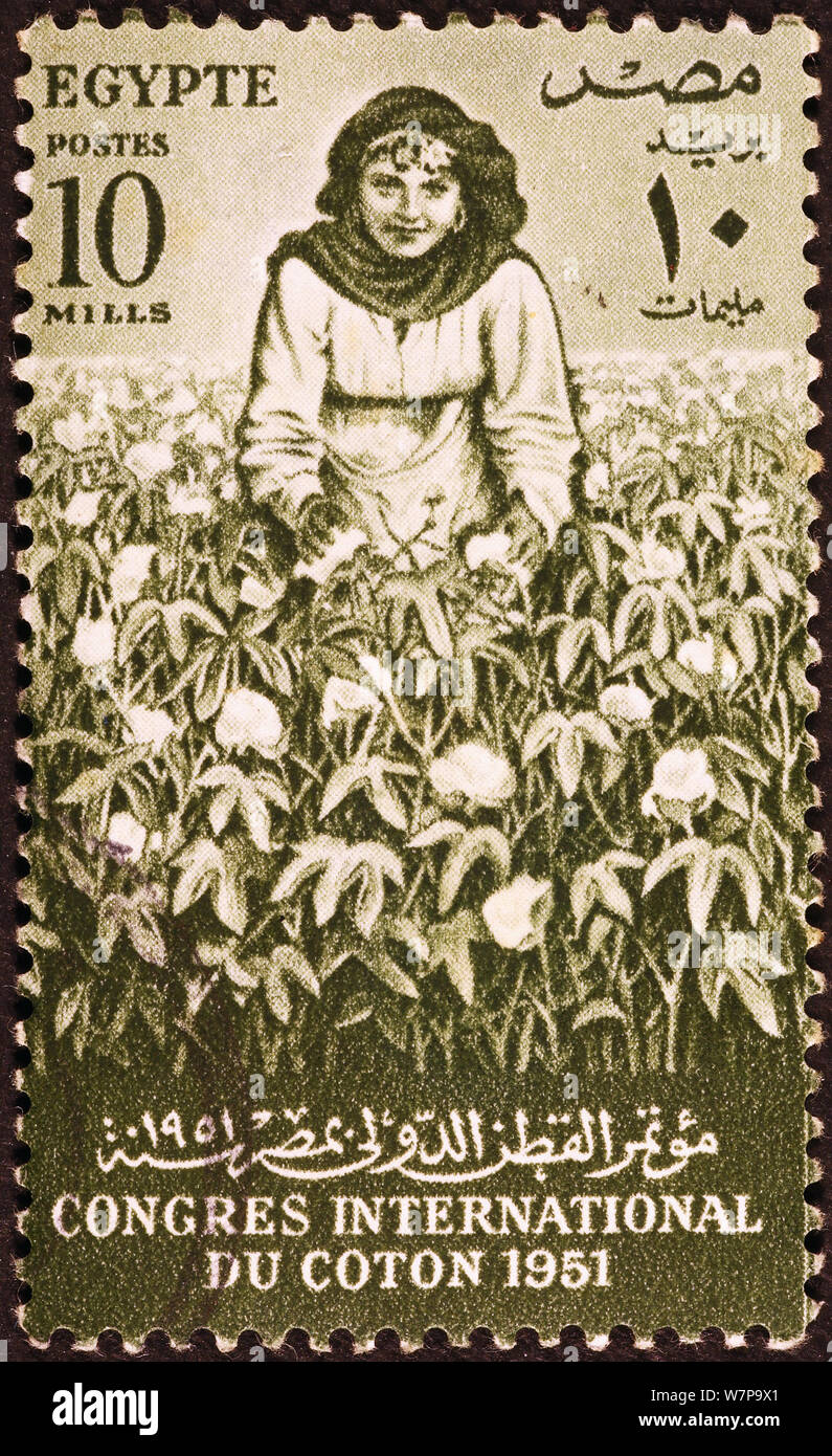 Cotton Field auf ägyptischen Briefmarke Stockfoto