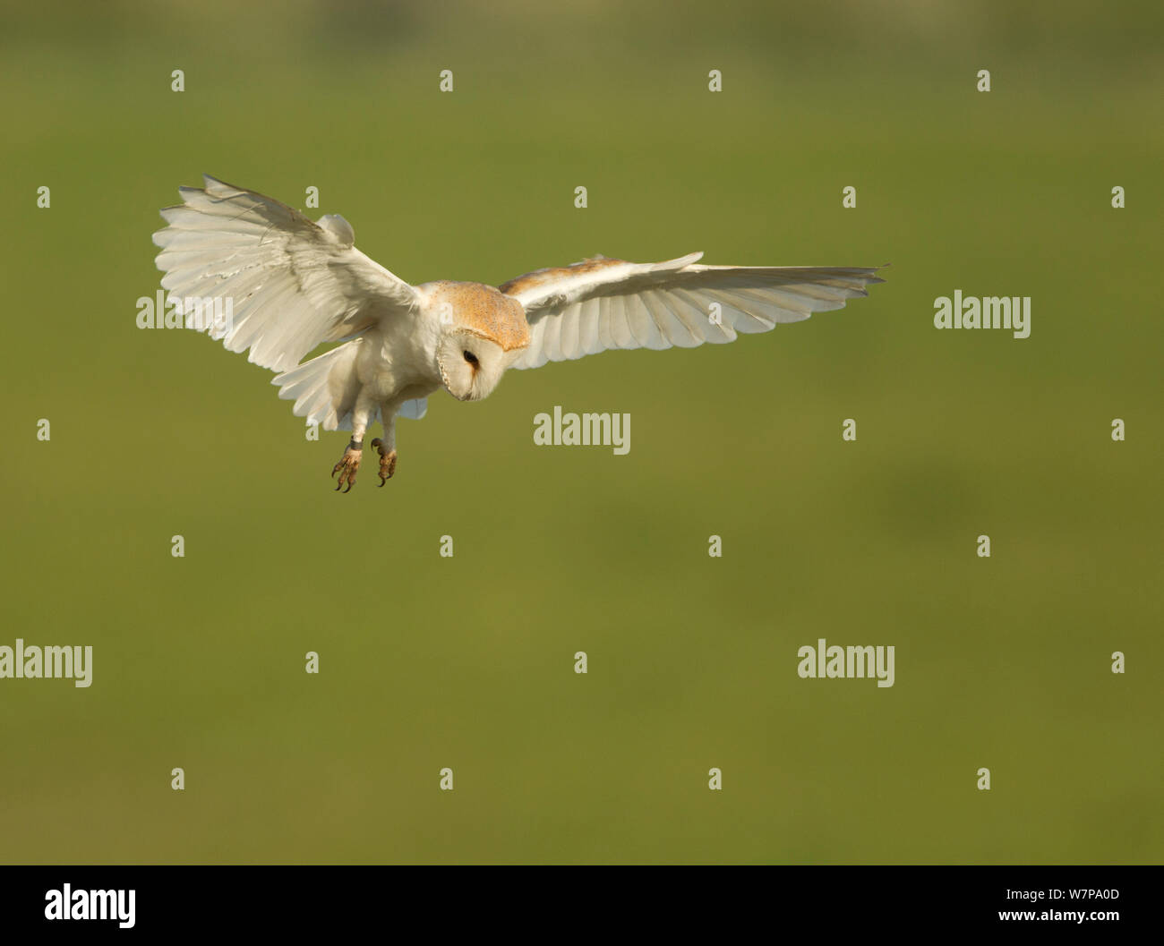 Schleiereule (Tyto Alba) im Flug, Jagdverhalten, kann Lincolnshire, UK Stockfoto