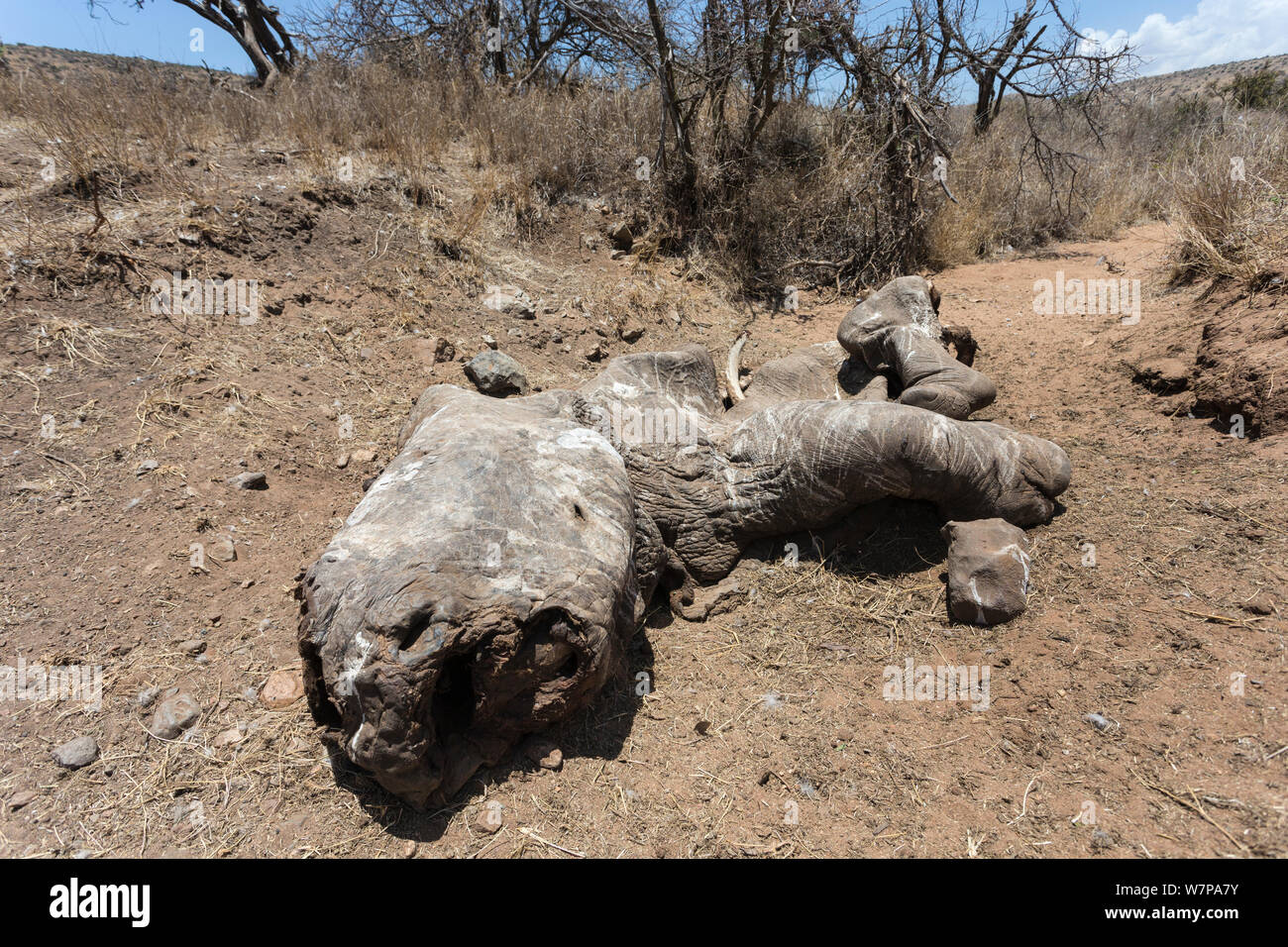 Weiße Nashörner (Rhinocerotidae)) Schlachtkörper von Tieren pochierte für sein Horn, eine Woche nach der Tötung, Lewa Conservancy, Laikipia, Kenia, September 2012. Stockfoto