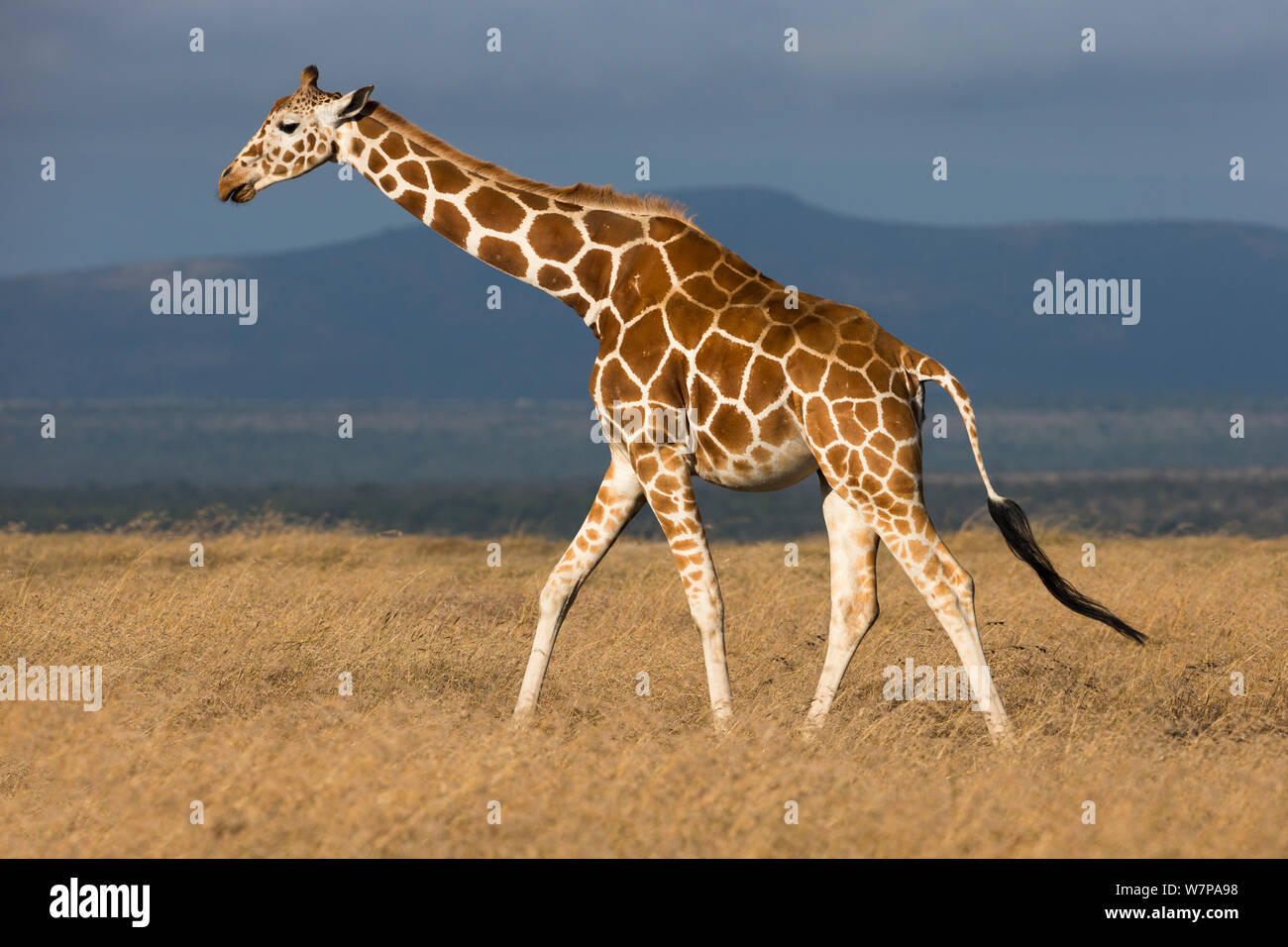 Netzgiraffe (Giraffa Camelopardalis reticulata) walking Profil, Ol Pejeta Conservancy, Laikipia, Kenia Stockfoto