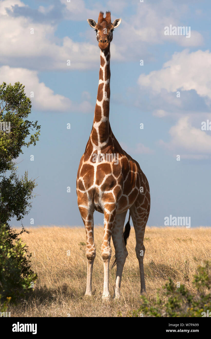 Netzgiraffe (Giraffa Camelopardalis reticulata) Porträt, Ol Pejeta Conservancy, Laikipia, Kenia Stockfoto