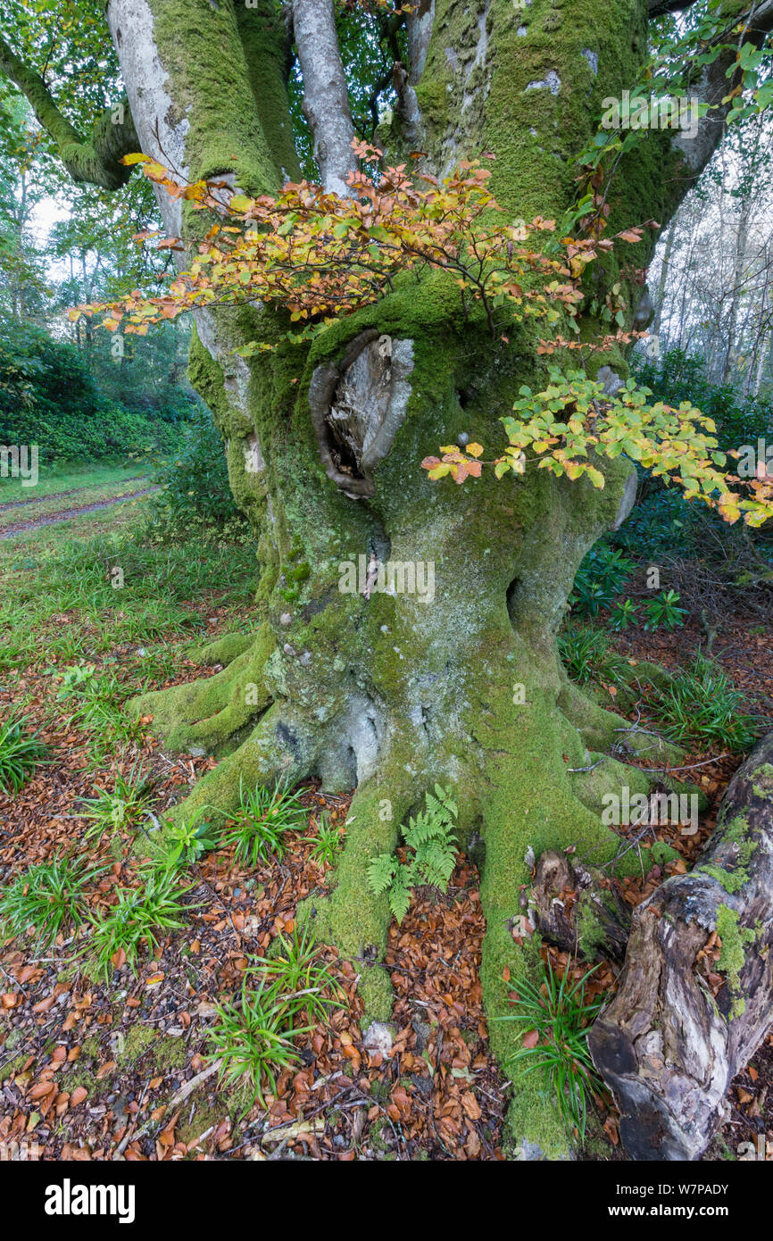 Buche Baum im Herbst Wald, Bridgend Woods, Islay, Schottland, Oktober Stockfoto