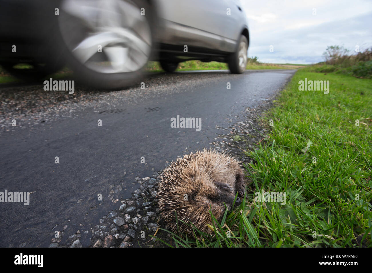 Igel (Erinaceus europaeus) Tote auf der Seite der Straße, Islay, Schottland, Großbritannien Stockfoto