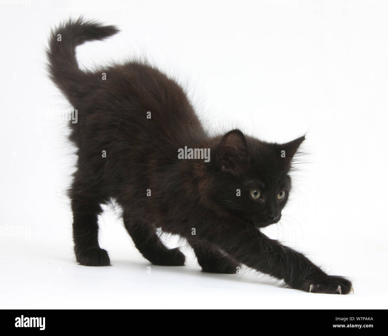 Flauschige schwarze Katze, 9 Wochen alt, Stretching. Stockfoto