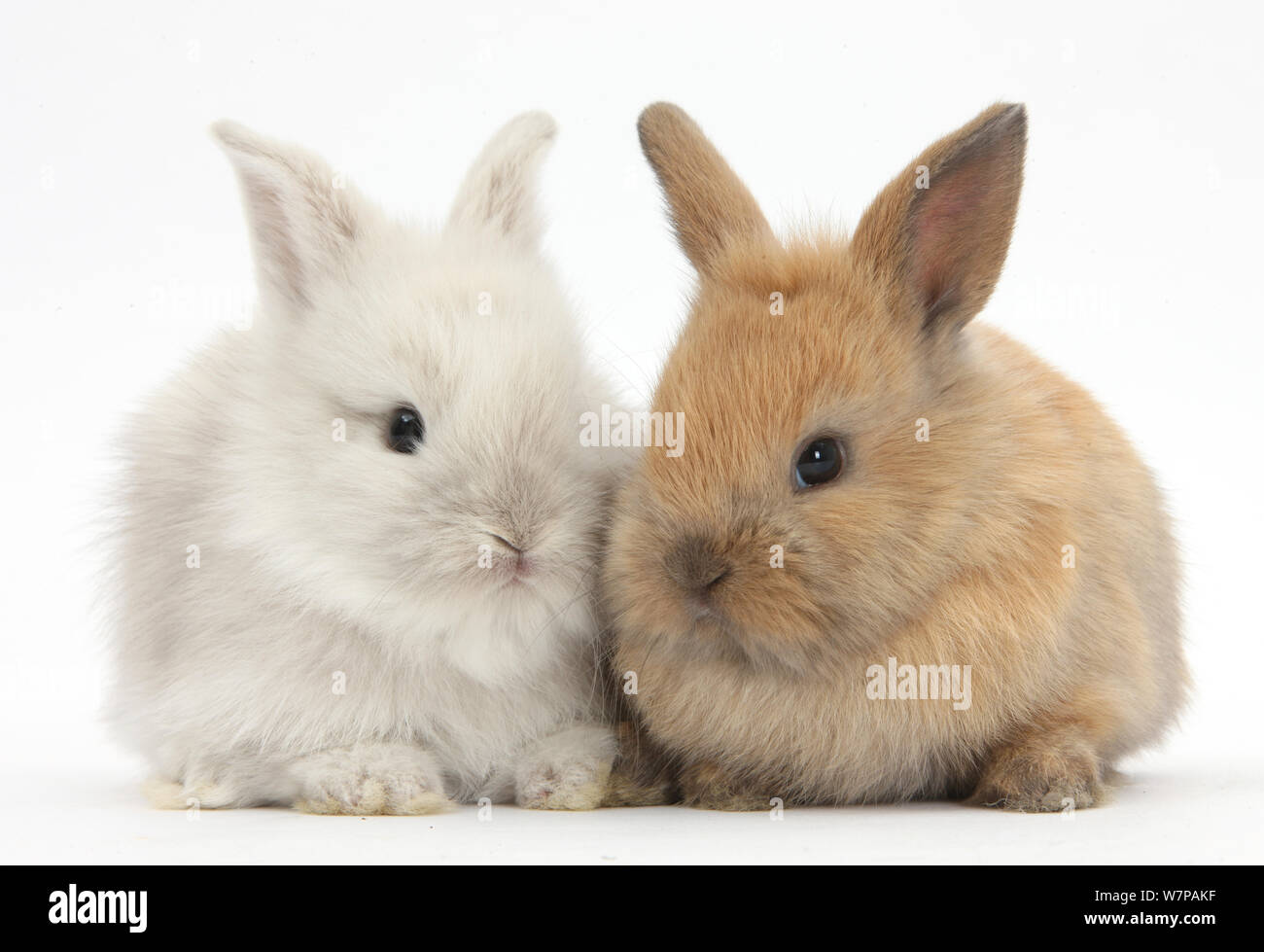 Zwei Baby Lionhead kreuz Lop bunnies. Stockfoto