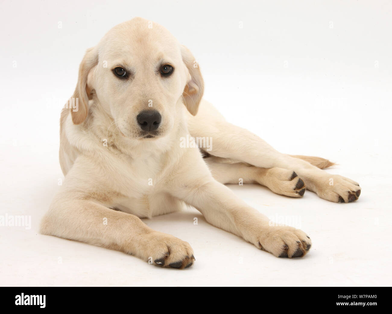 Gelbe Labrador Retriever Welpe, 4 Monate alt, mit dem Kopf nach oben liegen. Stockfoto