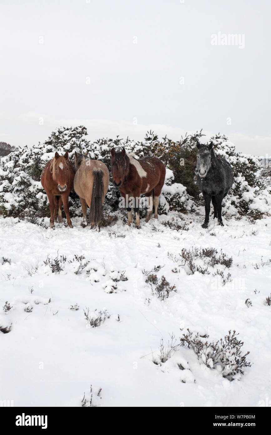 Vier New Forest Ponys Zuflucht von einem kalten Wind neben schneebedeckten Ginster Büschen und Heide bei Ocknell Plain, New Forest National Park, Hampshire, England, UK, Dezember Stockfoto