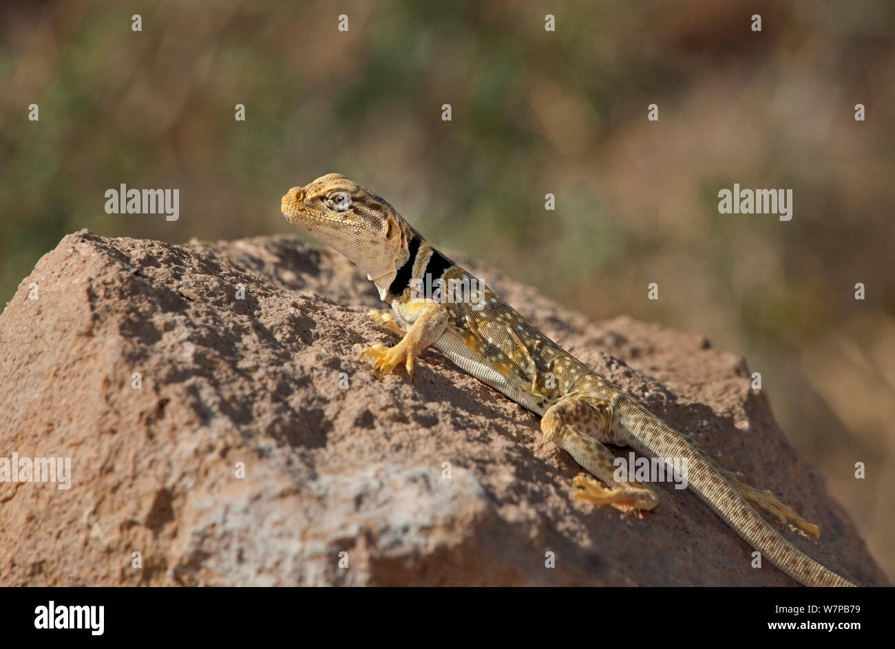 Männliche große Becken oder in der Wüste collared Lizard (Crotaphytus bicinctores insularis) auf einem Felsvorsprung in Laurel Canyon sitzt, Owens Valley, Inyo County, Kalifornien, USA Stockfoto Männliche große Becken oder in der Wüste collared Lizard (Crotaphytus bicinctores insularis) auf einem Felsvorsprung in Laurel Canyon sitzt, Owens Valley, Inyo County, Kalifornien, USA Stockfoto