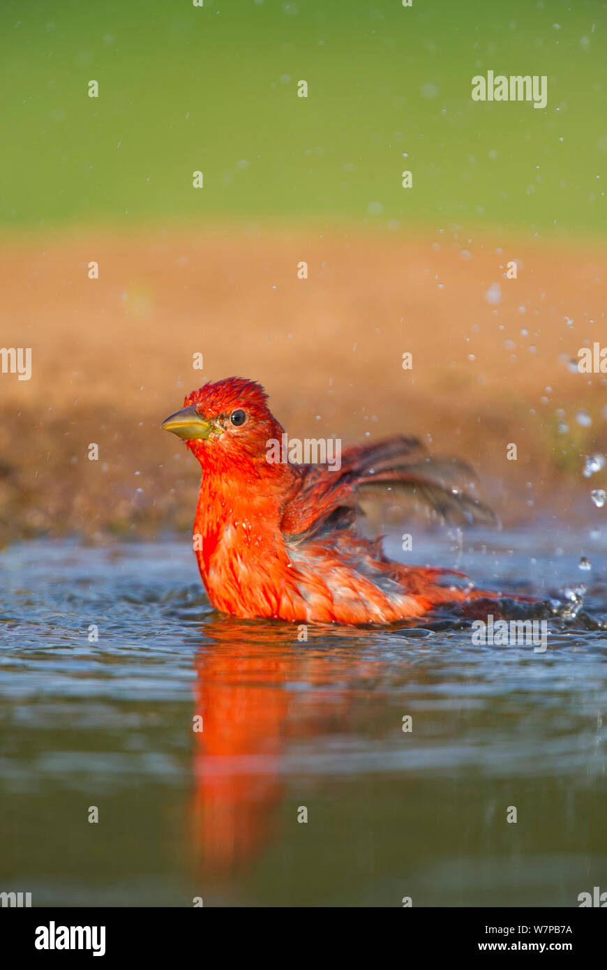 Männliche Sommer tanager (Piranga rubra) taucht in einem kleinen Teich auf Laguna Seca Ranch, Rio Grande Valley, South Texas, USA Stockfoto