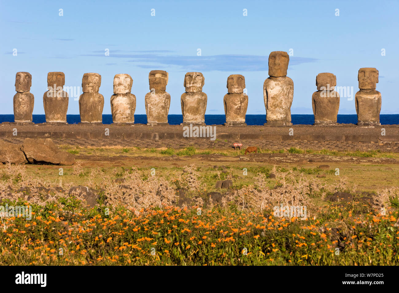 Ahu Tongariki, der größten Ahu Tongariki auf der Insel, ist eine Reihe von 15 riesigen Stein Moai Statuen, Isla de Pascua/Osterinsel, Rapa Nui, Chile, 2008 Stockfoto