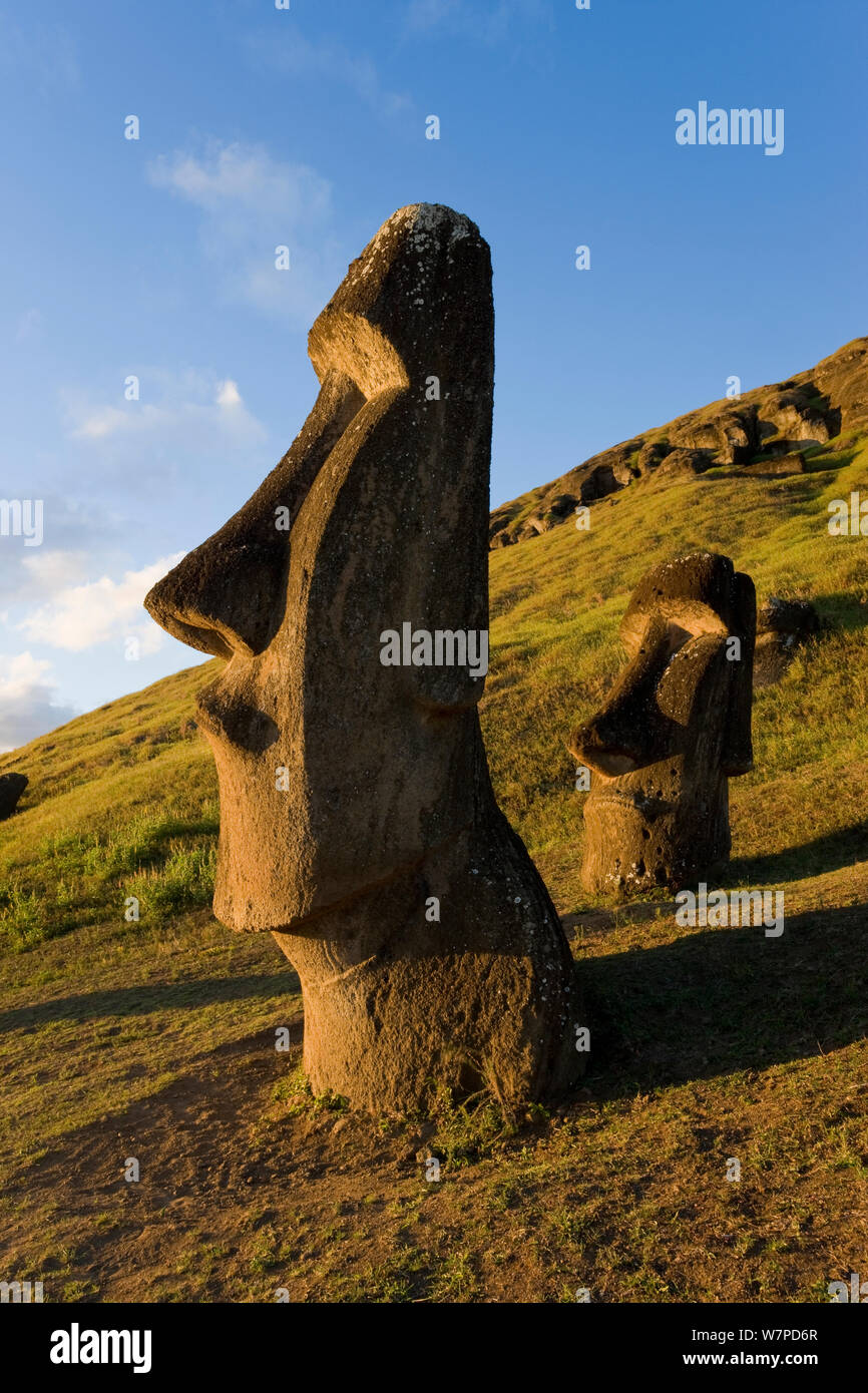 Riesige monolithische Maoi Steinstatuen am Rano Raraku, Osterinsel, Rapa Nui, Chile, Südamerika 2008 Stockfoto