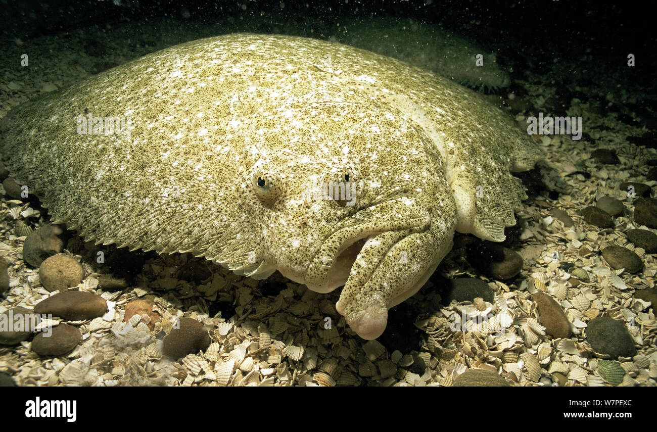 Steinbutt (Scophthalmus maximus) North Atlantic. Vereinigtes Königreich, November Stockfoto