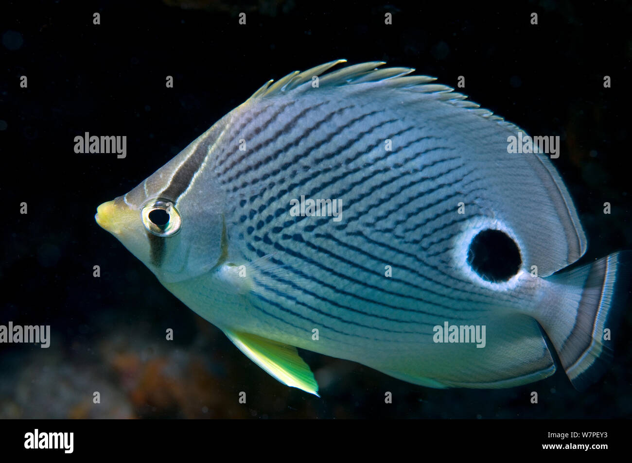 Foureye Falterfische (Chaetodon capistratus) Tobago, Karibik. Stockfoto