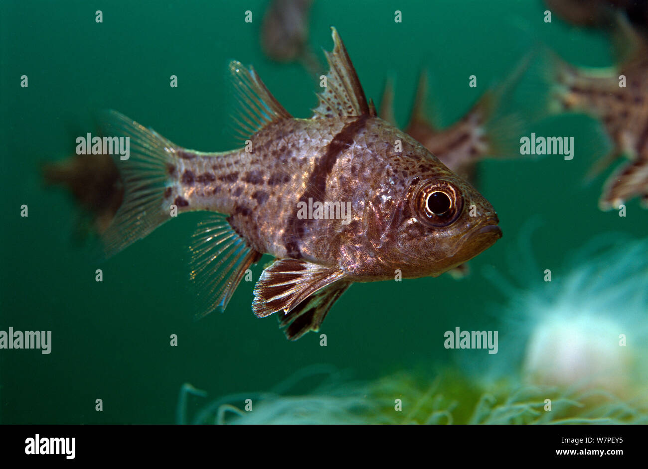 Orbicular Cardinalfish (Sphaeramia orbicularis) Quallen See. Palau. Stockfoto