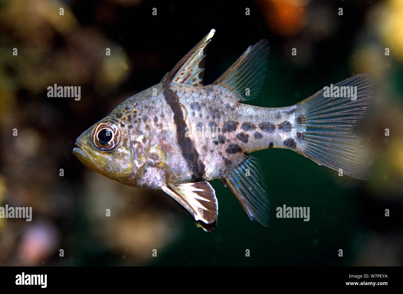 Orbicular Cardinalfish (Sphaeramia orbicularis) Quallen See. Palau. Stockfoto