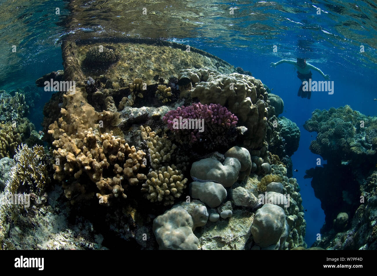 Schnorchler am Bug des Wracks von Korallen besiedelt, Rotes Meer, August 2011 Stockfoto