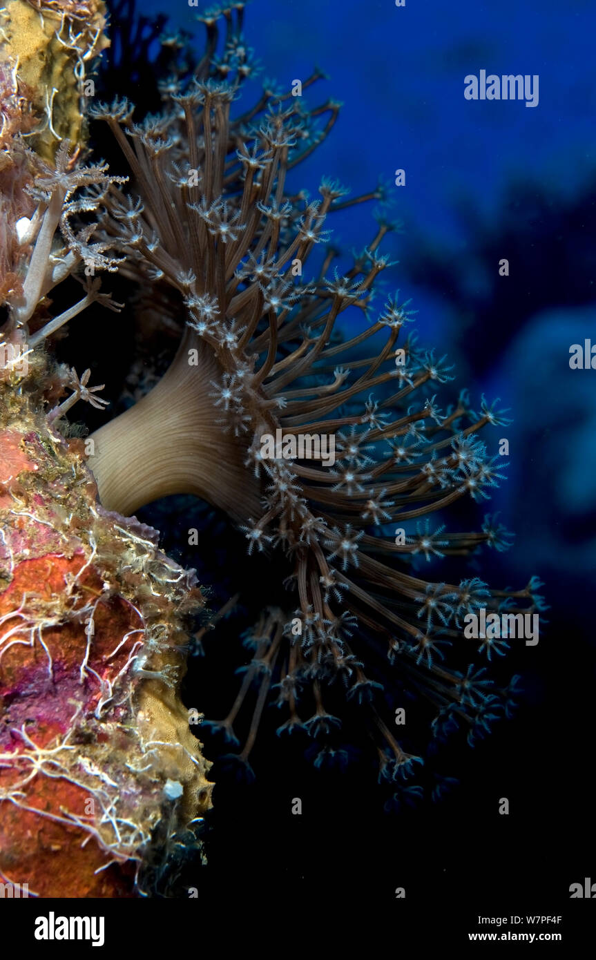 Leder Korallen (alcyonacea Sp) Rotes Meer. Stockfoto