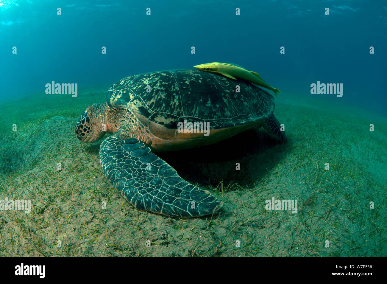 Grüne Meeresschildkröte (Chelonia mydas) über Meer Gras Marsa Alam, Ägypten, Rotes Meer. Stockfoto